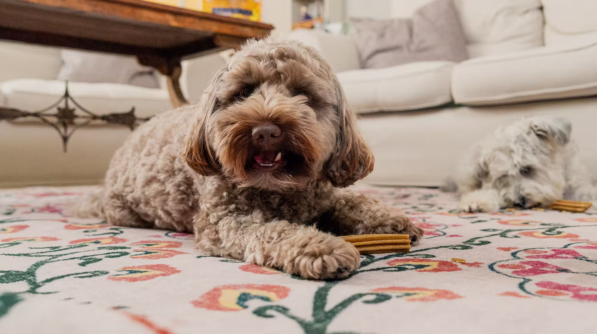 A brown fluffy dog in the foreground chewing on a dental stick, with a white dog chewing on a dental stick in the background.