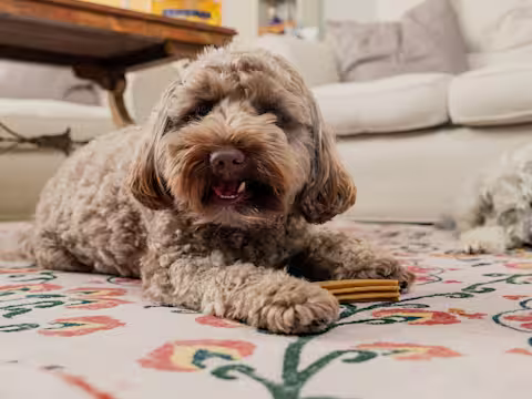 A brown fluffy dog in the foreground chewing on a dental stick, with a white dog chewing on a dental stick in the background.