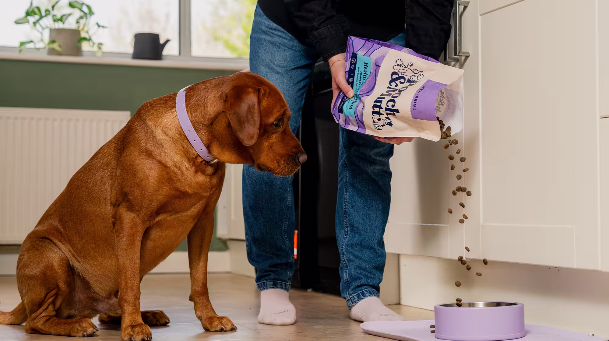 An auburn dog sits and waits by their bowl as someone pours dry food into it.