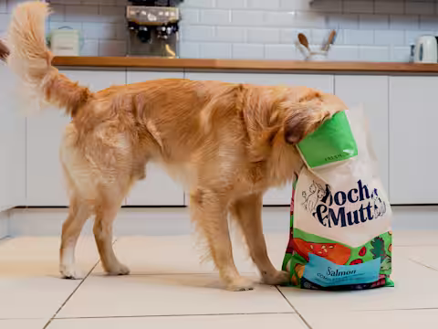 A Golden Retriever in a kitchen with their head in a bag of Pooch & Mutt's Fresh Salmon Dry Food.