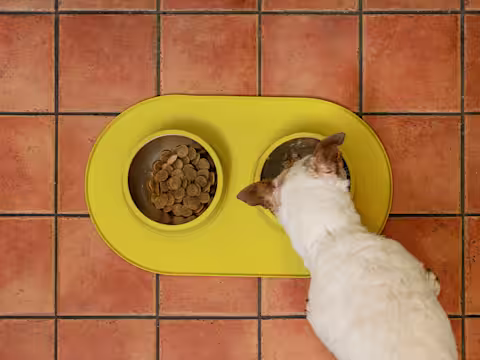 A picture shot from above of a white dog eating dry kibble out of a yellow bowl, with another yellow bowl next to it, on a yellow mat placed on a tiled floor.